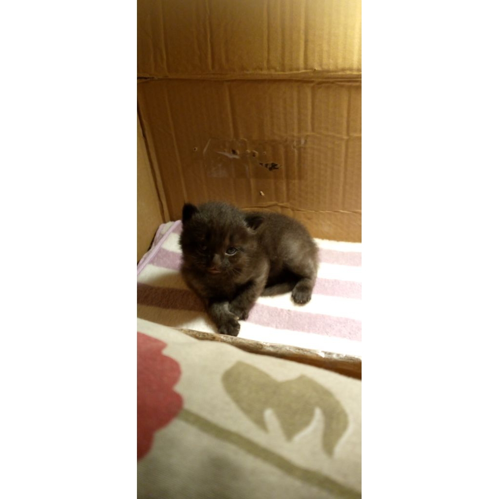 Anak kucing Persia medium,umur 1bulan+