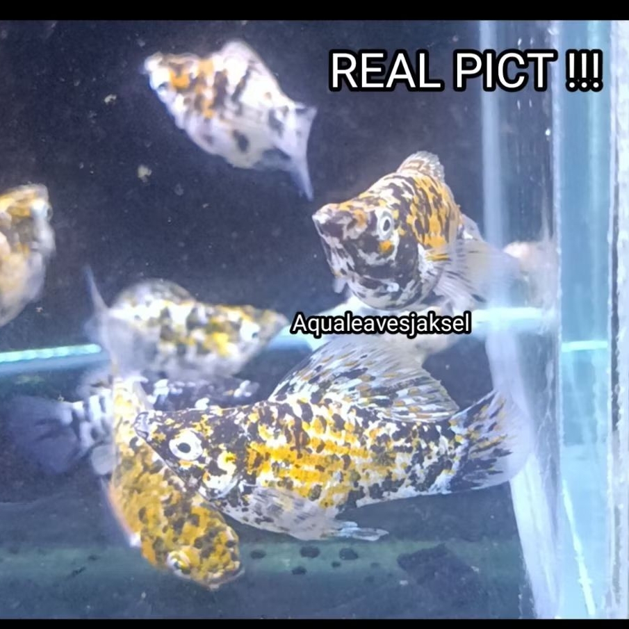 ikan molly balon tricolor / marbel calico