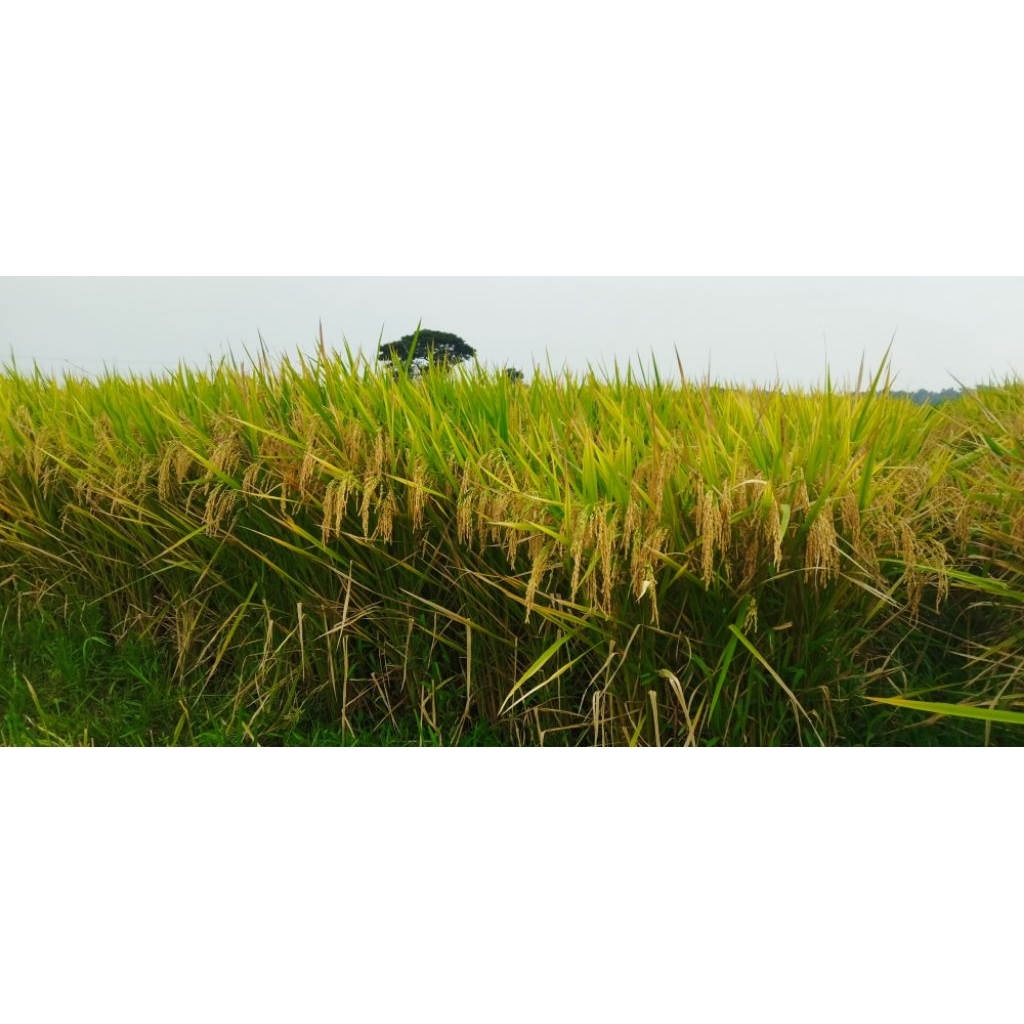 Cibatu06