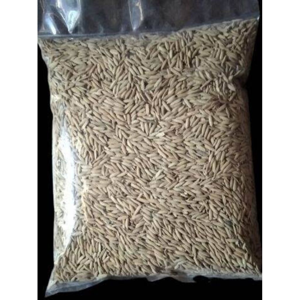 Benih padi gogo/bibit padi huma padi hutan 1kg