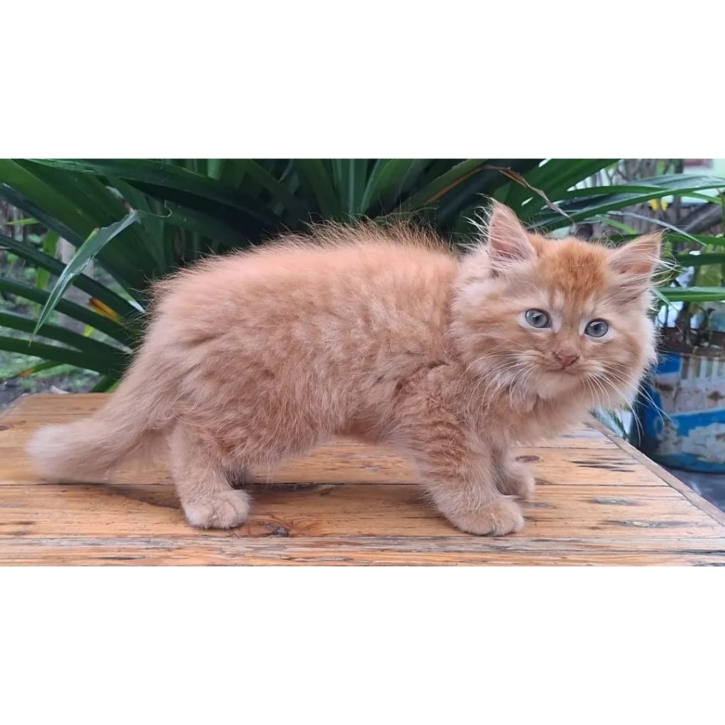 KUCING PERSIA BETINA 2 BULAN OREN GEMBUL