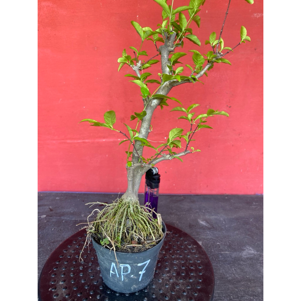 Bahan bonsai bunga anting putri Ap 7