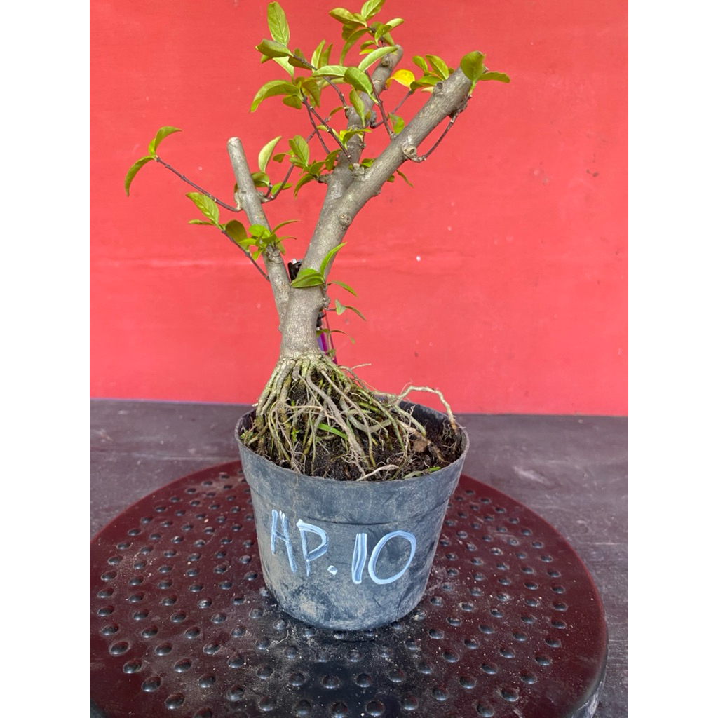 Bahan bonsai bunga anting putri Ap 10