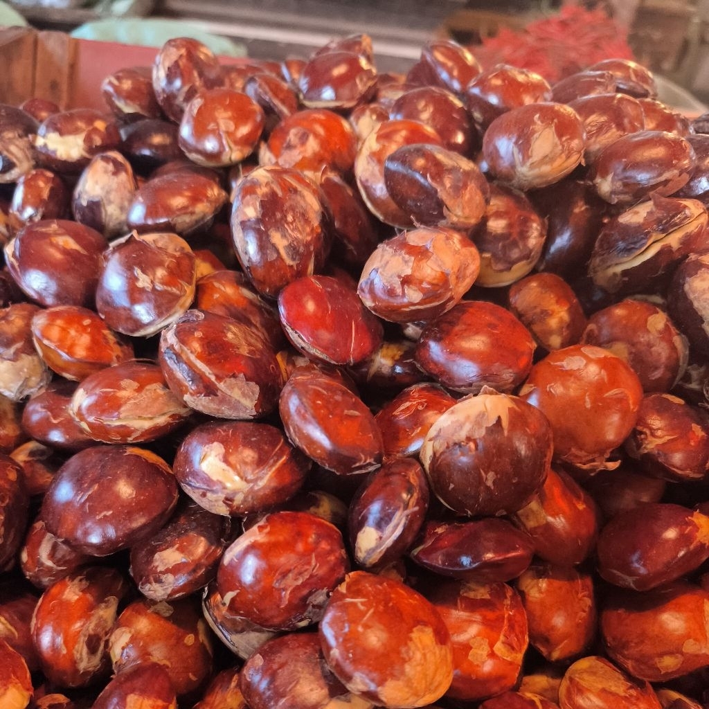 Jengkol tua super besar SULAWESI
