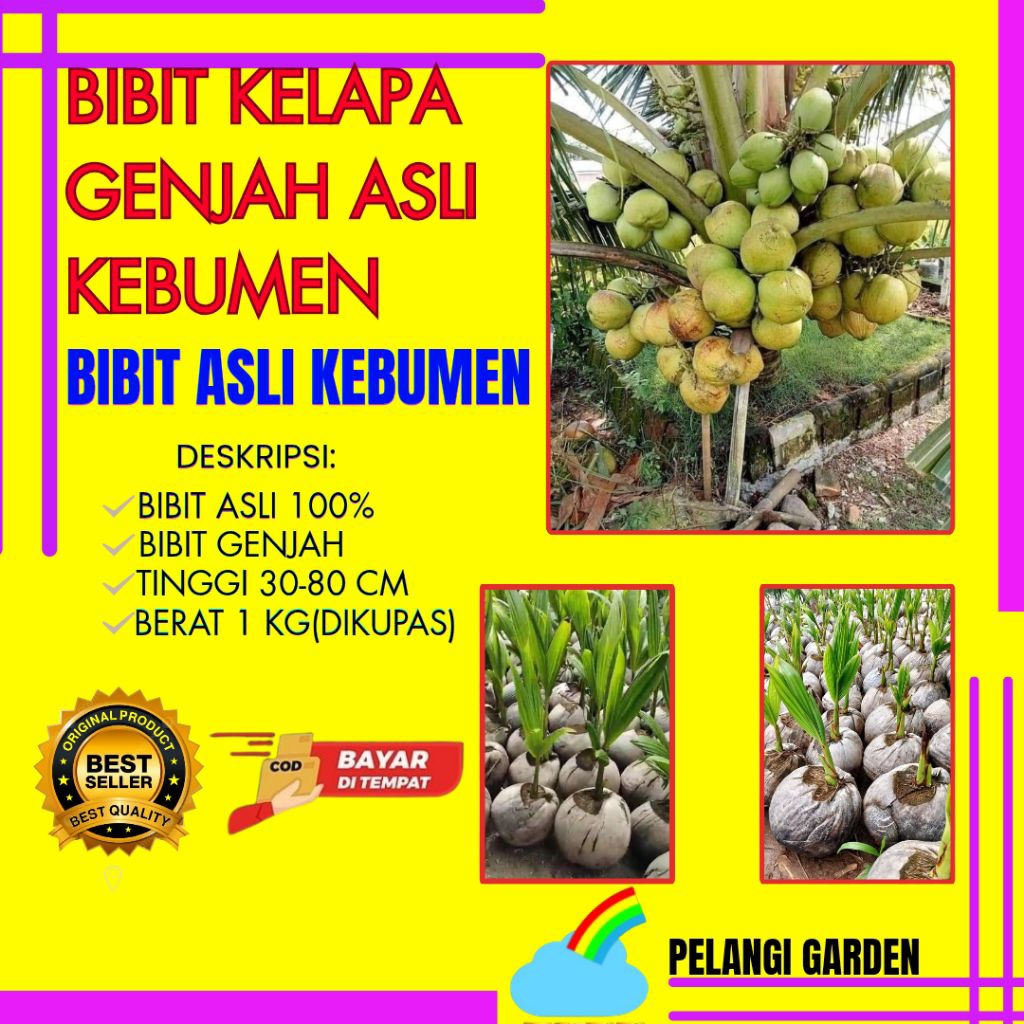 PALING DICARI  Bibit Kelapa Genjah Entok Unggul, Bibit Kelapa Genjah Hijau, Bibit Kelapa Genjah Kebu