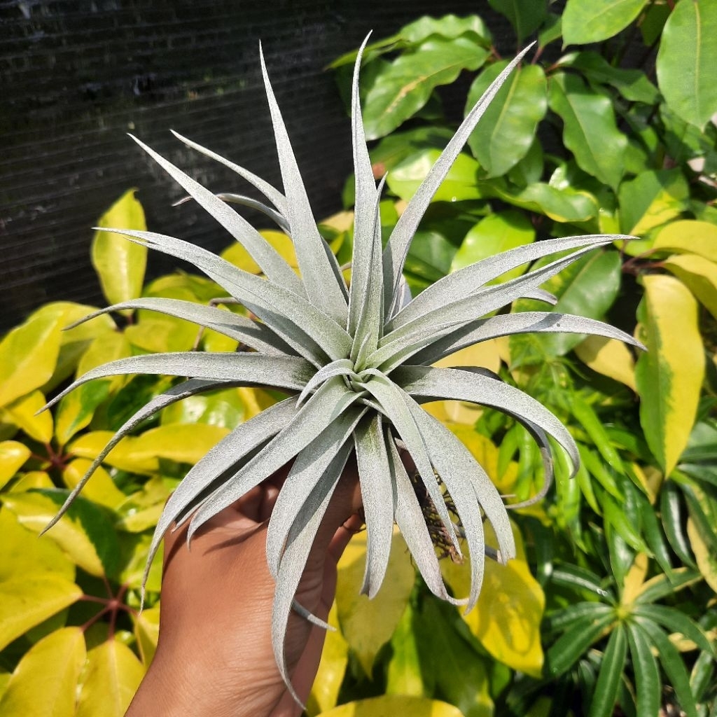 Tillandsia harrisii size medium (airplants) / Tanaman Udara / Tanaman Tanpa Media Tanam