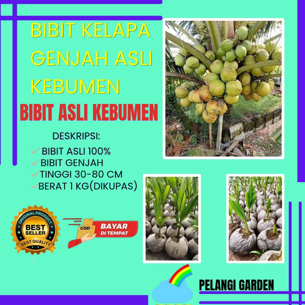 DICARI-CARI  Bibit Kelapa Pendek Entok Jumbo