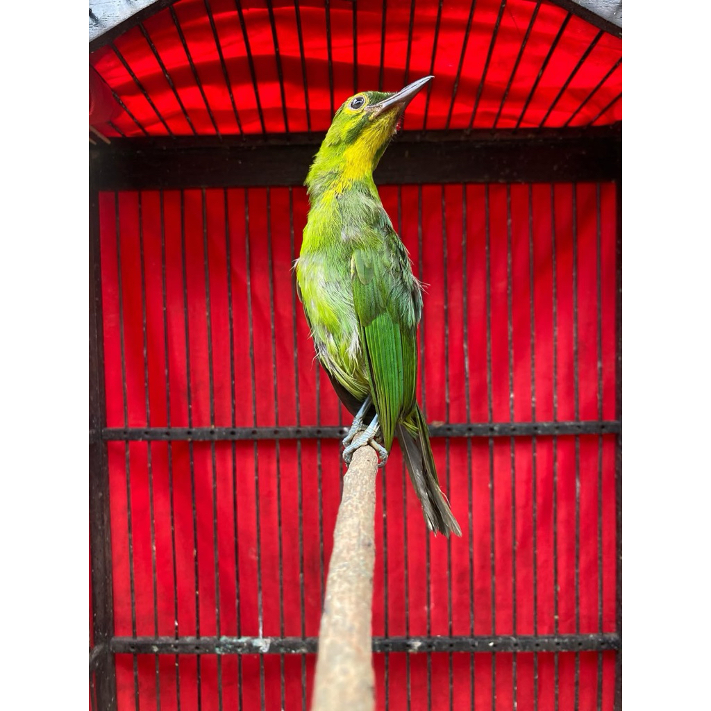 CAK IJO PH JATIM (jaminan jantan)