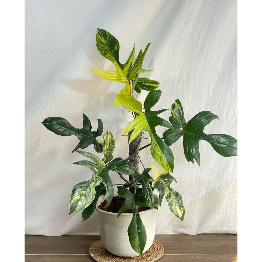 philodendron florida beauty varigata (1-2daun) #rareplants #aroid #tanamanvarigatamurah