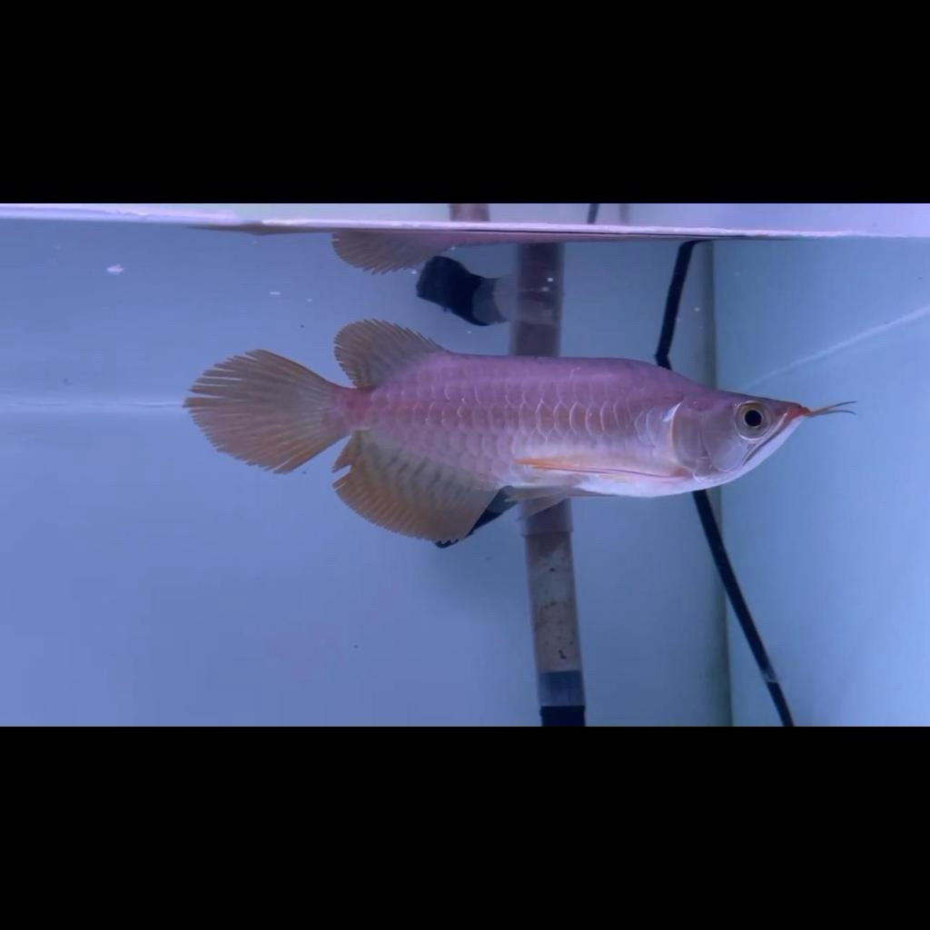 Hiasan Arwana Super Red King 20cm ITL jagung ( I Tiaw Lung )