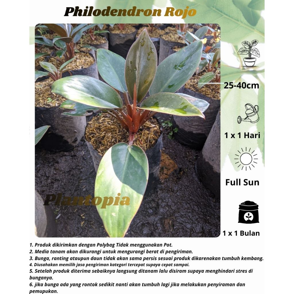 Philodendron Rojo - Tanaman Hias Philodendron Red Congo - Philo