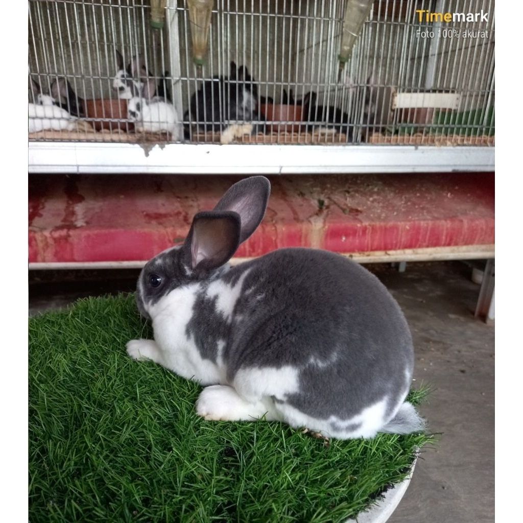 Kelinci hias Rex bulu karpet anakan jantan (20).