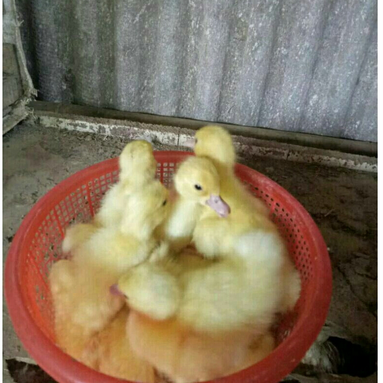 Anak mentok jumbo leher panjang
