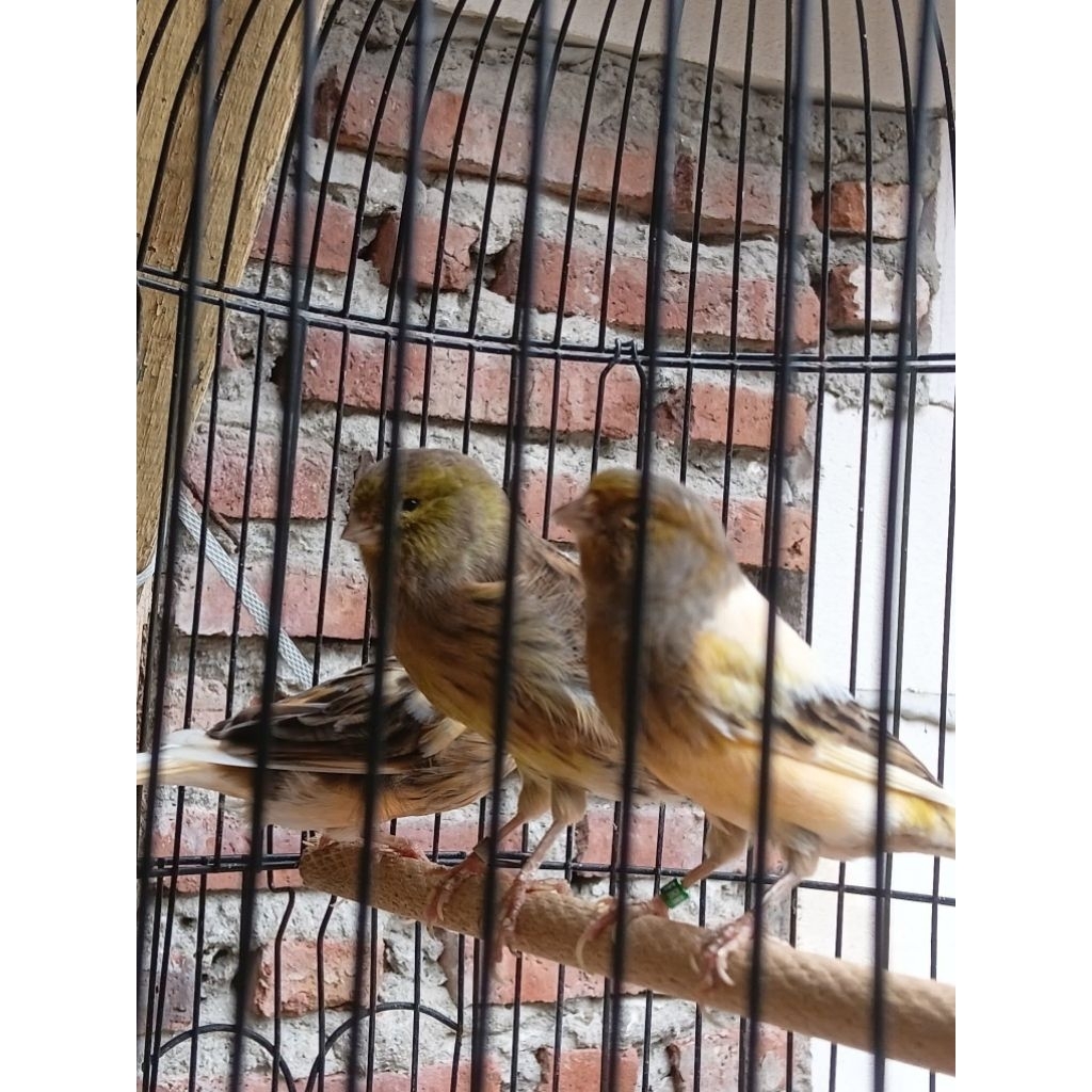 Burung Kenari F1 Betina | Kenari AF Betina