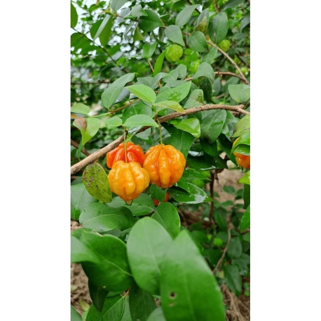 BIBIT TANAMAN CERME LONDO//CERME BELANDA//DEWANDANRU//CERMAI BELANDA