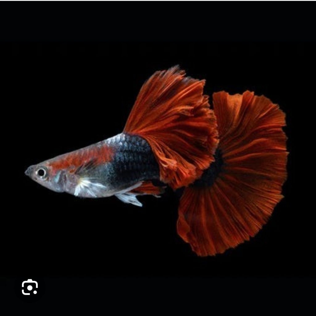 IKAN GUPPY HB RED ROSE