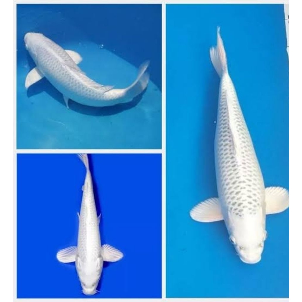koi platinum gading 7-12 cm