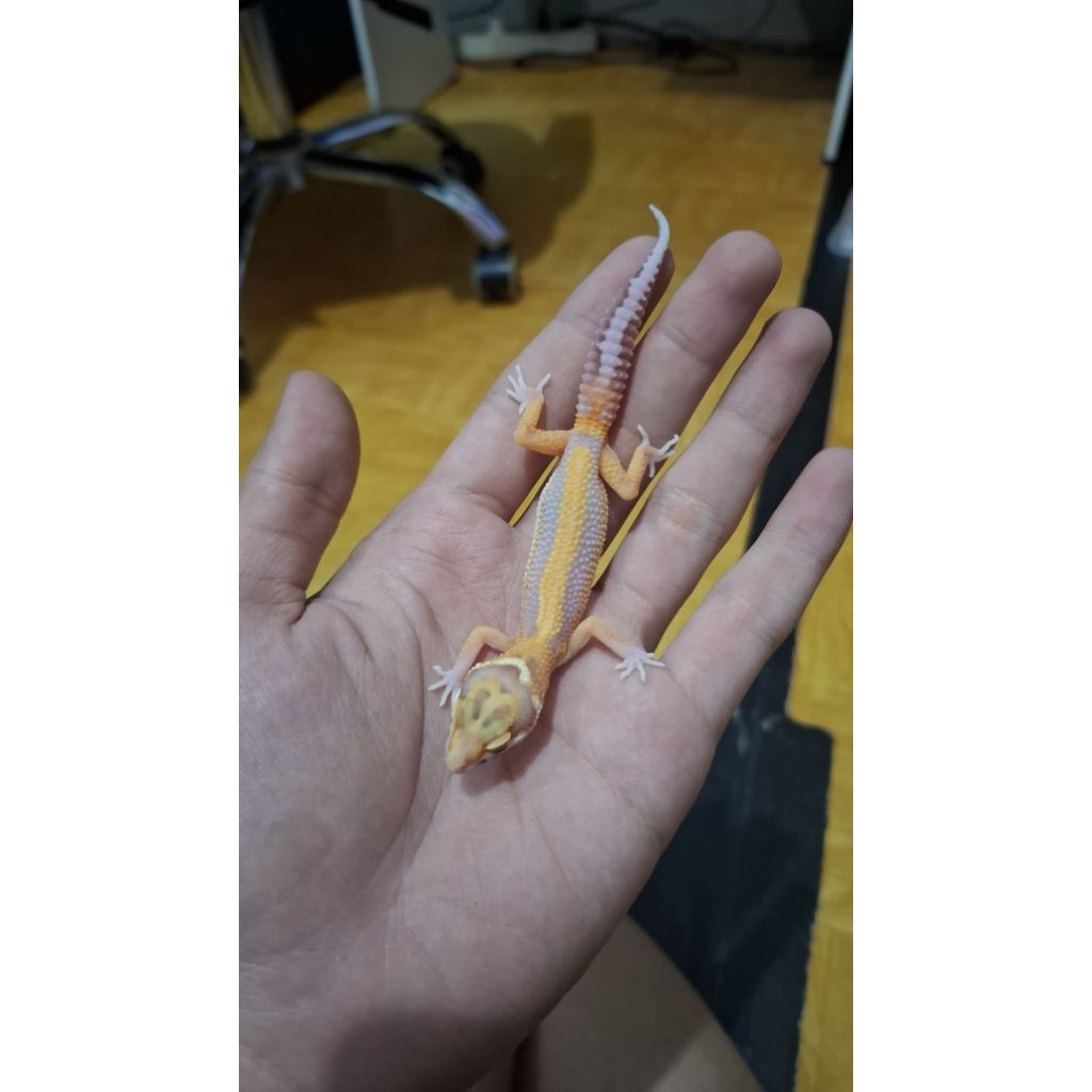 Leopard Gecko Male - Bell Lavender Stripe - Usia Juve Jantan Sehat Corak dan Warna Bagus