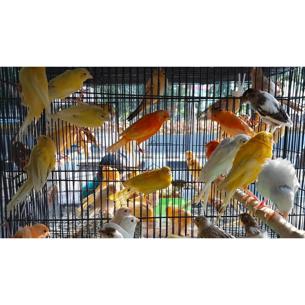 Burung Kenari Betina Siapan Dewasa Pilihan Mulus