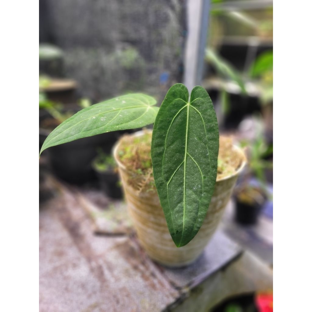 Anthurium warocqueanum hybrid (induk anthurium warocqueanum x serbuk anthurium veitchii)