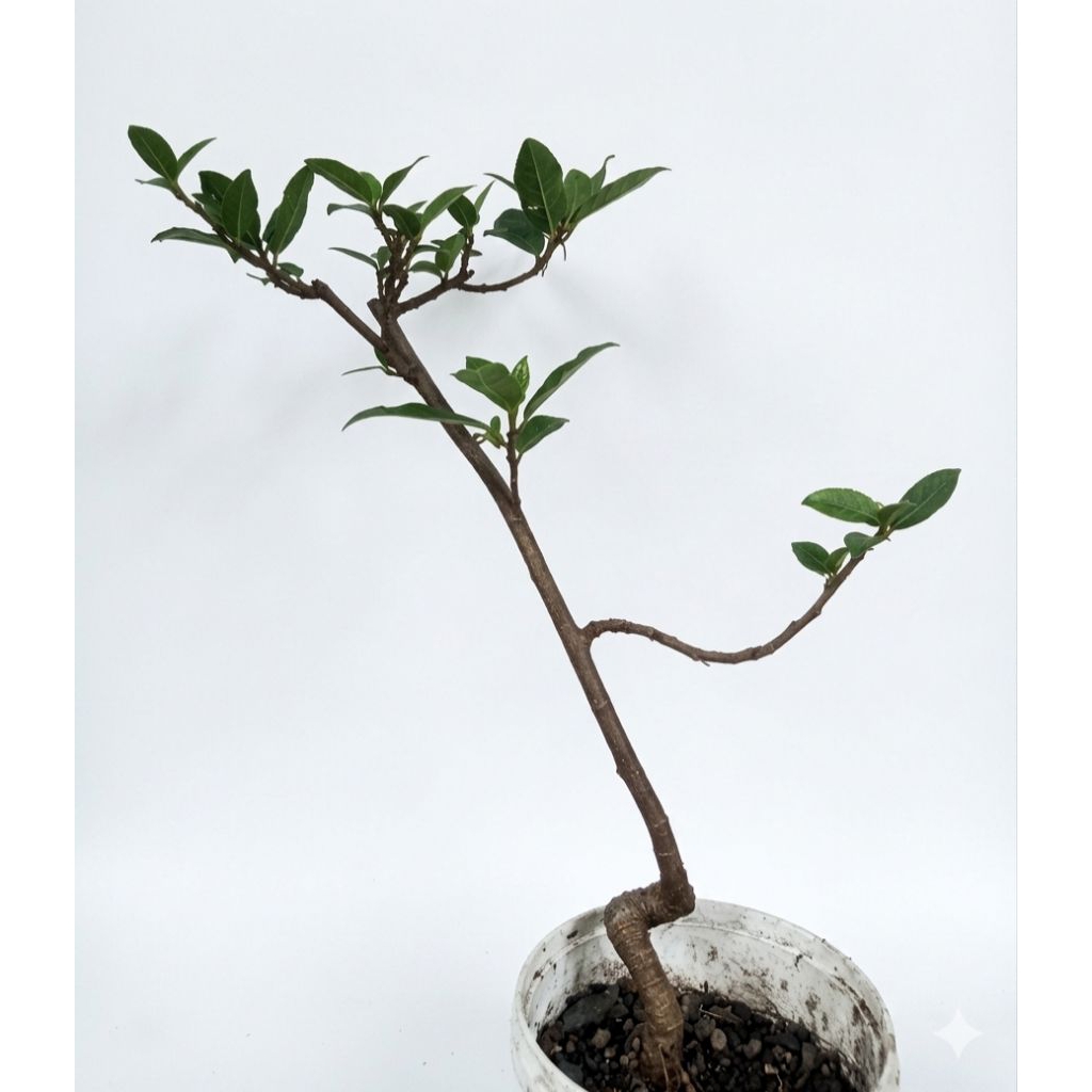 bahan bonsai Loa