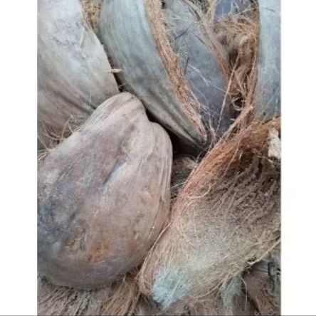 sabut kelapa tua 1kg