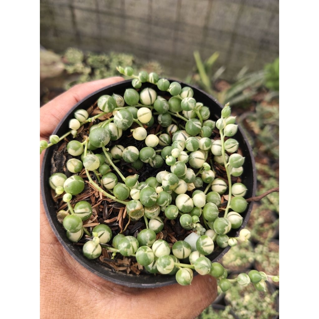 Tanaman string of pearl