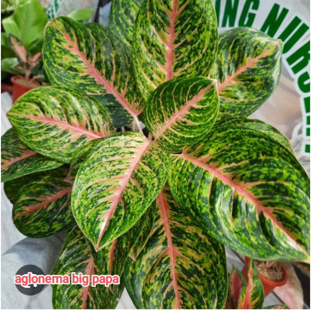 Aglonema big papa  jumbo menor