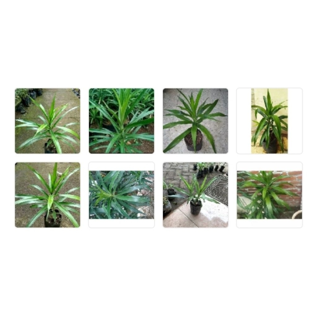 daun Suji bubuk