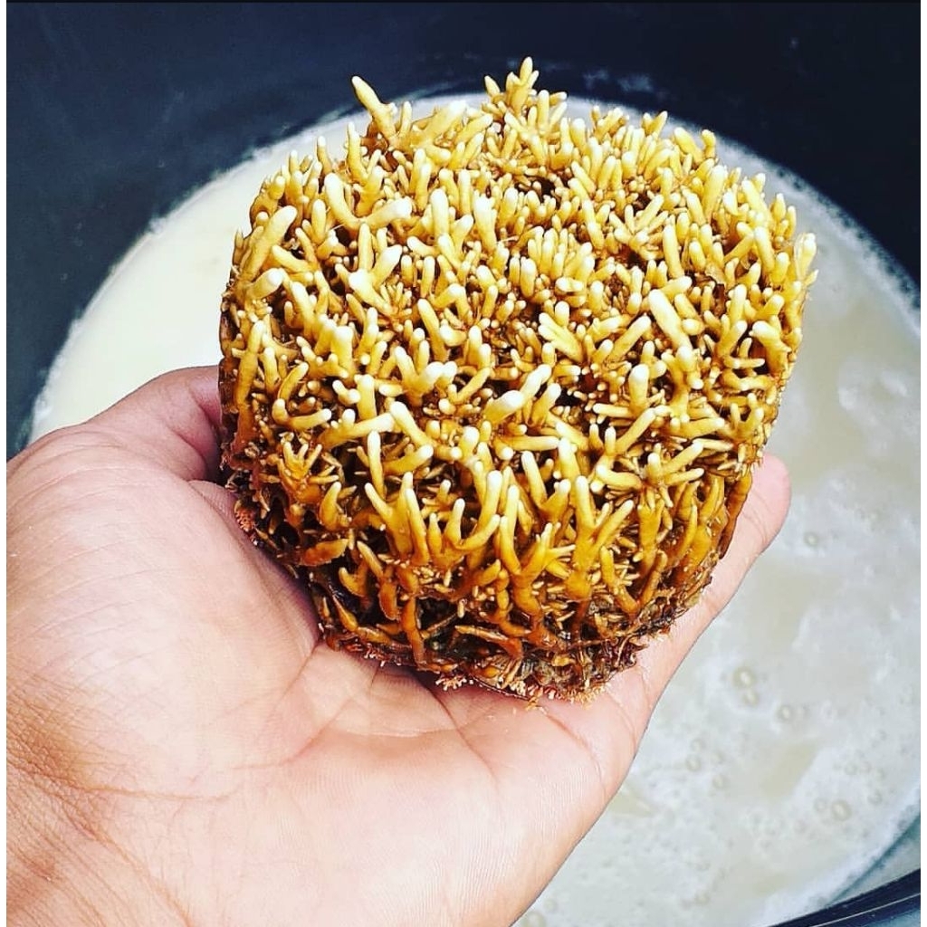 jamur JAKABA 1 LITER