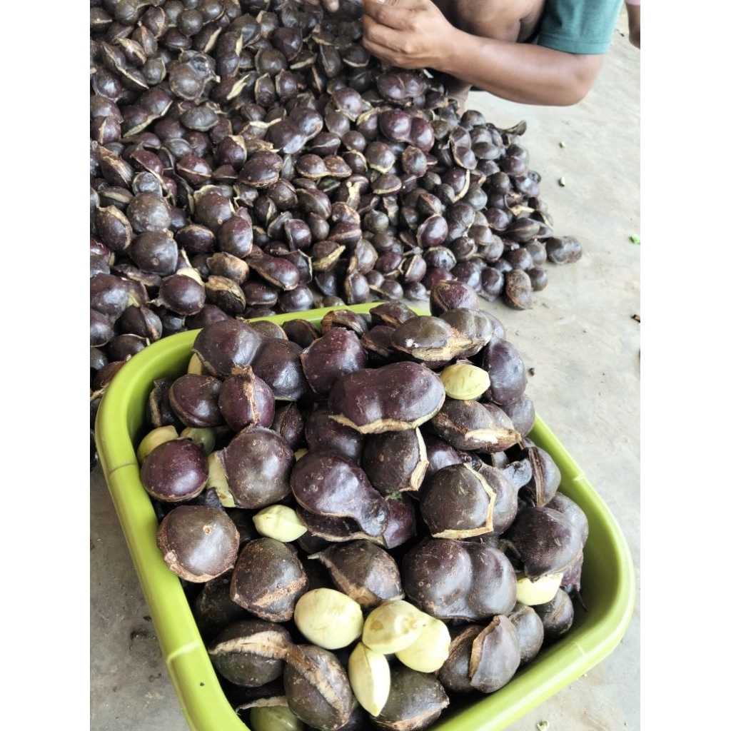 JENGKOL  KULITAN TUA 1KILO