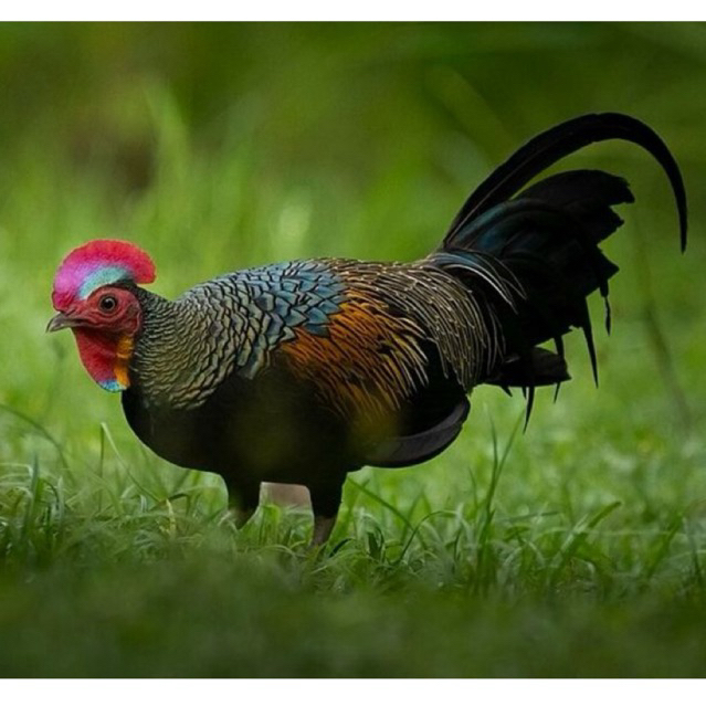 telur fertil ayam hutan hijau original untuk ditetaskan
