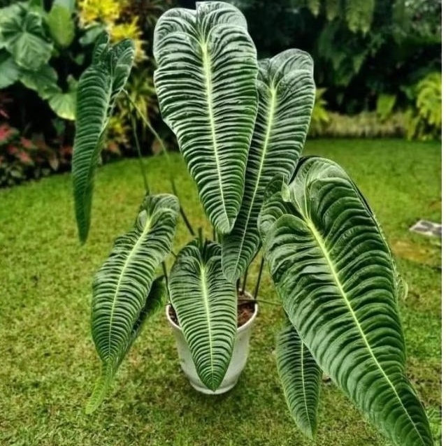 Bibit Tanaman Hias Anthurium Veitchii