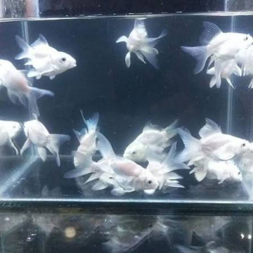 hiasan aquarium ikan Koki Hoedilong Slayer Vietnam UK 10-12