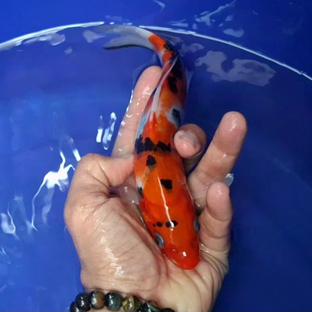 Ikan Koi Blitar Jenis Sanke / Rumah Koi Jakarta / kode 0011