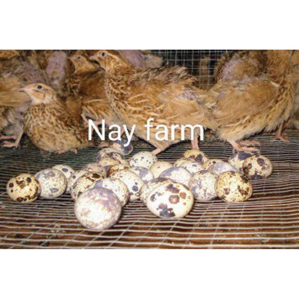 Telur Tetas Puyuh GPS Coklat Nay Farm | Telur Puyuh Fertil | Bibit Unggul