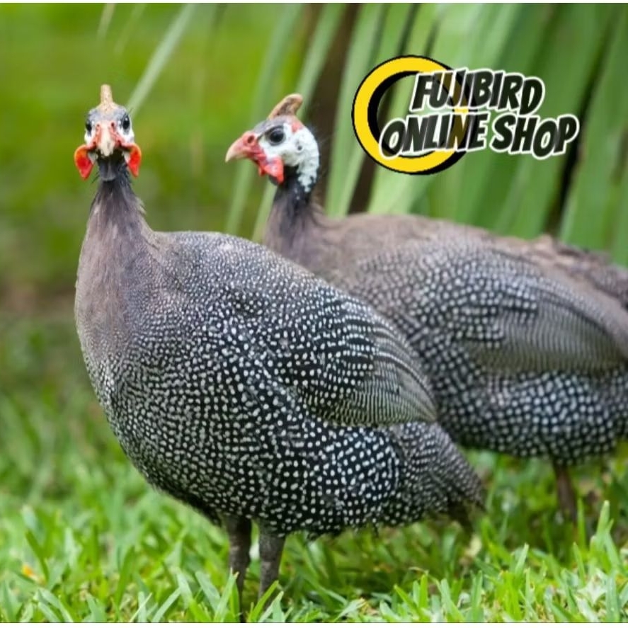 AYAM MUTIARA AYAM HIAS DEWASA SEPASANG AVIARY