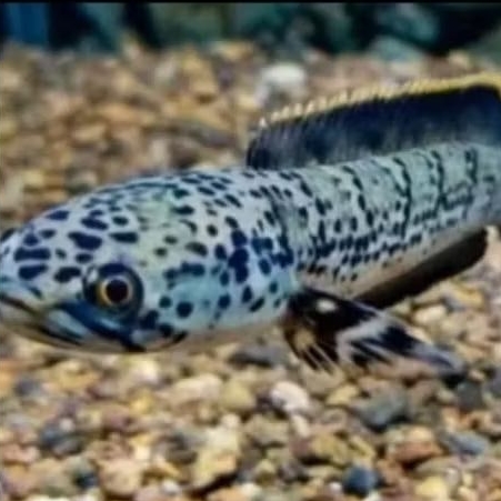 Channa Limbata Granit 3-4Cm Hiasan Aquarium