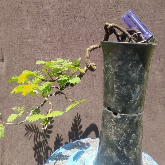Bonsai Asem Jawa Gaya Cascade dengan Pot Keramik