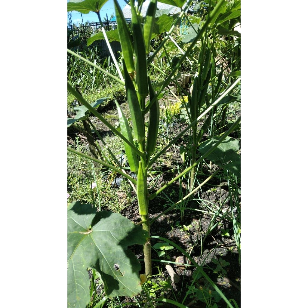 benih okra hijau