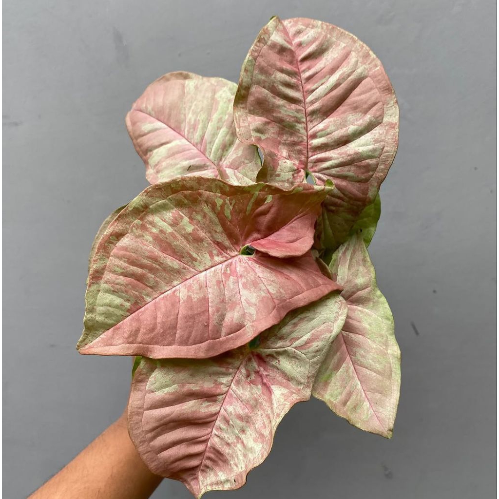NEW Syngonium pink venom variegata (bibit bonggol) murah