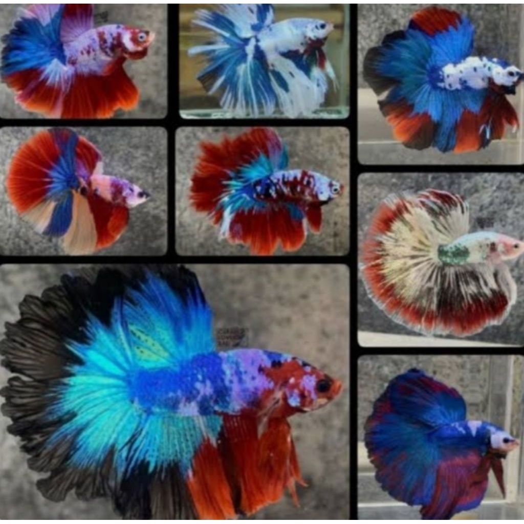 ikan cupang halfmoon hiasan aquarium hiasan kamar hiasan keren ikan cupang cantik ikan cupang hias i
