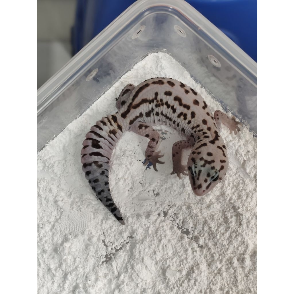 mainan aft african fat tailed gecko whiteout patty het oreo female ovulasi