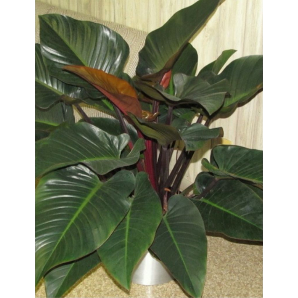Philodendron Red Congo
