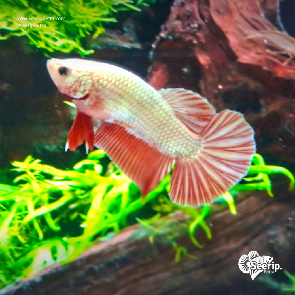 HMPK Red Gold Dragon | Seerip Betta
