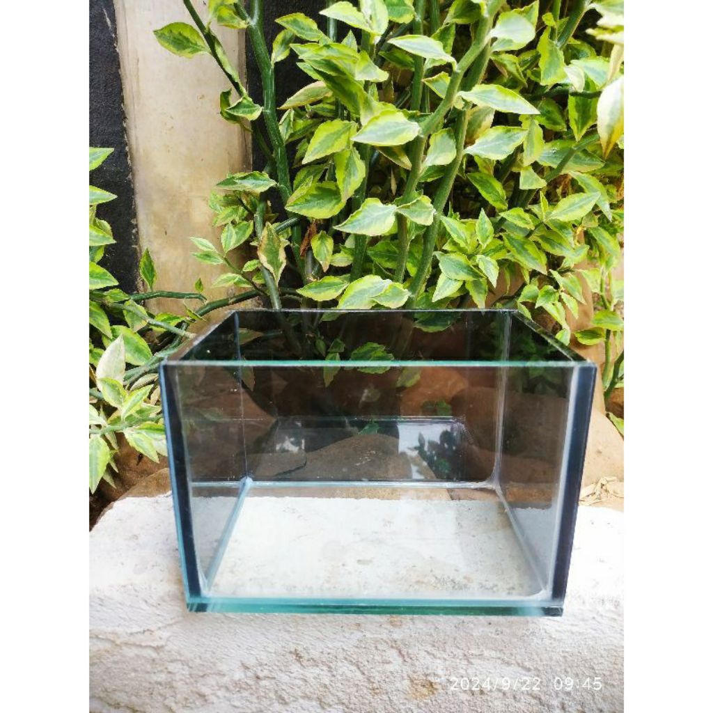 AKUARIUM CUPANG KACA HITAM DEPAN BENING UKURAN 15×10×10 KACA TEBAL 5MM