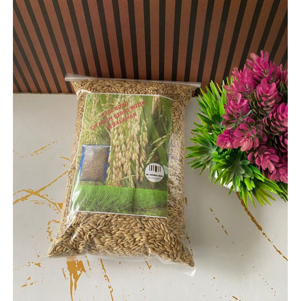 Bibit padi gogo beras putih pulen super 1 kg tanam darat dan sawah