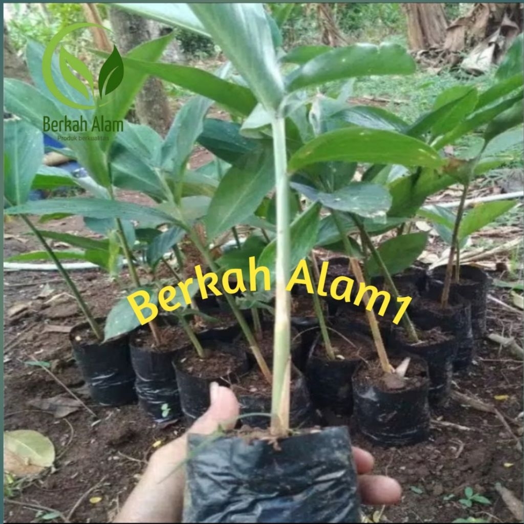 (Berdaun tanpa di pangkas) Bibit Kapulaga Hibrida-Benih Kapulaga-Benih Rempah