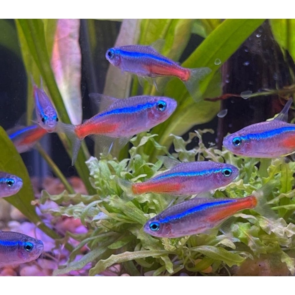 PAKET 10  EKOR IKAN NEON TETRA  SIZE M BONUS 2