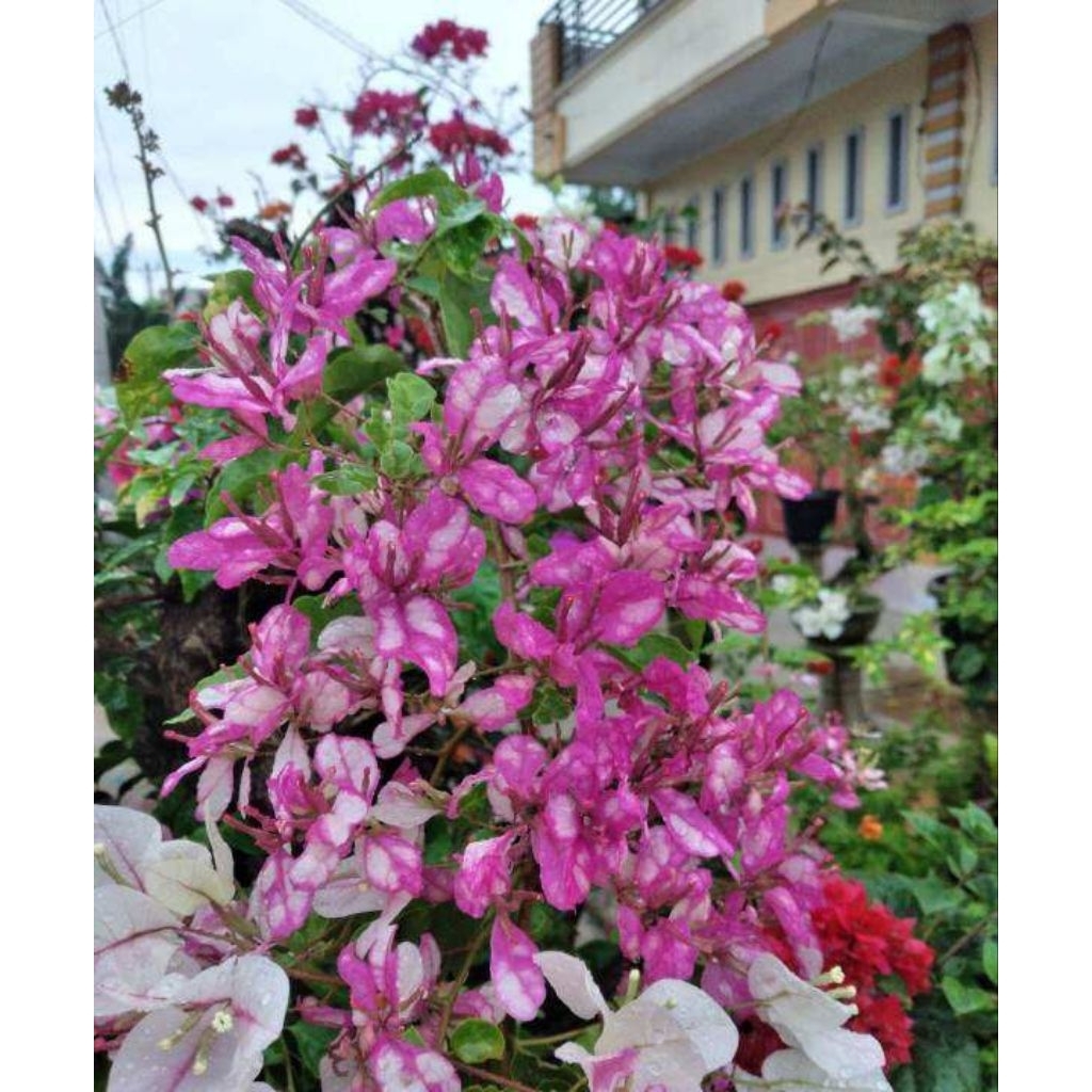 Tanaman Hias Bougenville Bidadari Import (Ori)